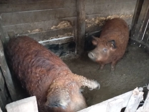 Porc gras si mangalita  - imagine 3