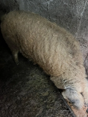 Porc mangalita - imagine 4