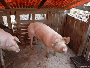 Porc gras si mangalita  - imagine 4