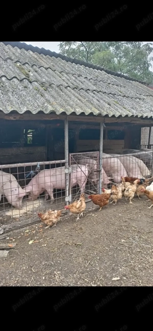 vand porci crescuti in propria gospodarie