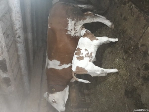 Vand vaca fatata! - imagine 3