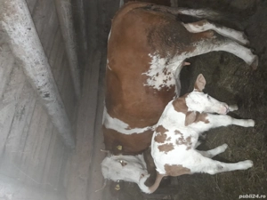 Vand vaca fatata! - imagine 2