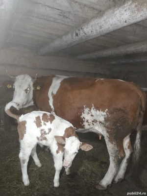 Vând vacă fătată! - imagine 3