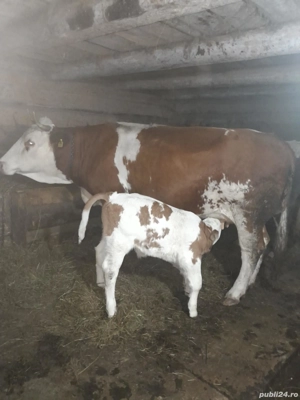 Vând vacă fătată! - imagine 2