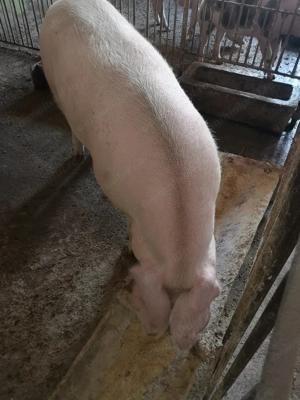 Scroafă de vînzare nu a fătat niciodată.  - imagine 5