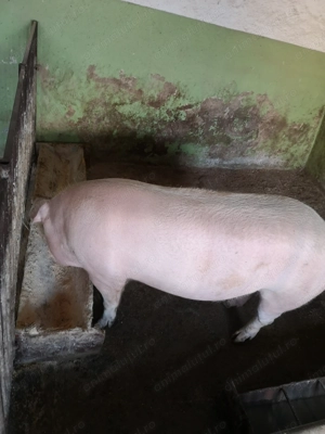 Scroafă de vînzare nu a fătat niciodată.  - imagine 2