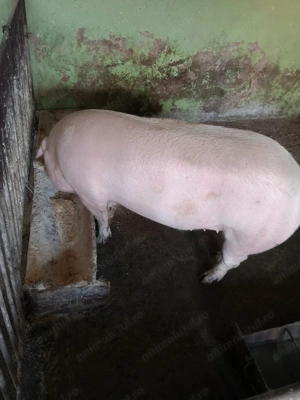 Scroafă de vînzare nu a fătat niciodată.  - imagine 3