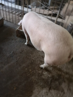 Scroafă de vînzare nu a fătat niciodată. 