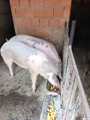 porcii pentru sacrificare  - imagine 2