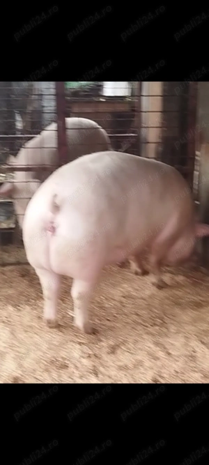 Porci de vanzare diferit rase și marimi