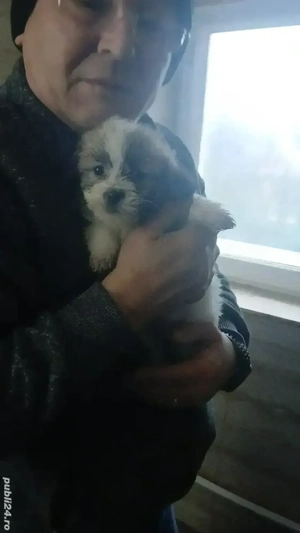 bison maltez - imagine 2