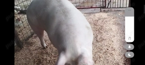 Porci de vanzare diferite rase și mărimi  - imagine 3