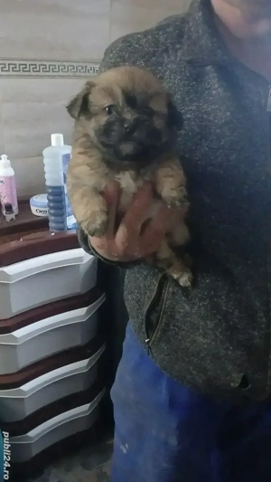 bison maltez - imagine 3