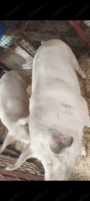 Porci de carne diferite rase  - imagine 2