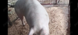 Porci de carne 130-230kg