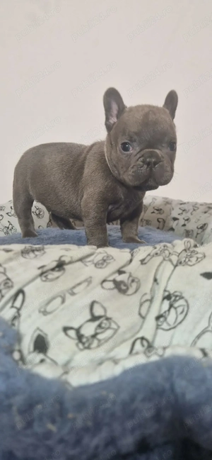 Bulldog Francez Prenotare Craciun  - imagine 2
