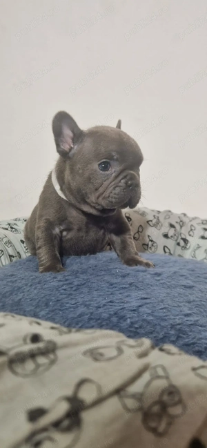 Bulldog Francez Prenotare Craciun  - imagine 4