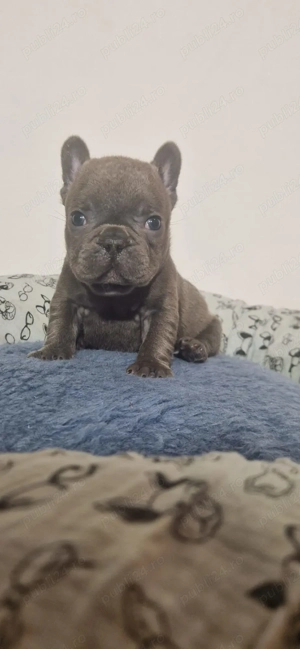 Bulldog Francez Prenotare Craciun  - imagine 5