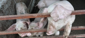 vand purcei - imagine 3