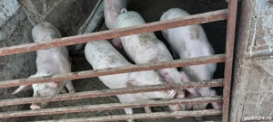 vand purcei - imagine 5