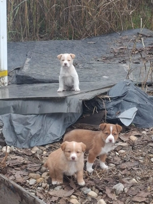 Donez catelusi maidanezi - imagine 2