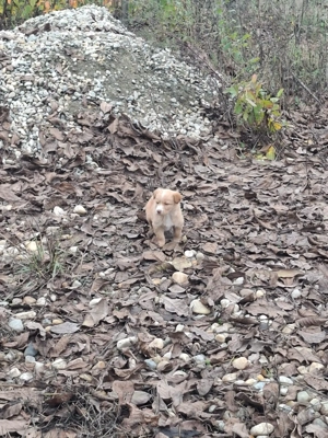 Donez catelusi maidanezi - imagine 4