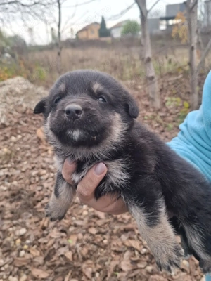 Donez catelusi maidanezi