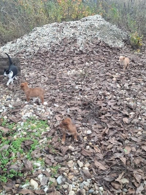 Donez catelusi maidanezi - imagine 5