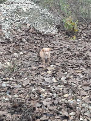 Donez catelusi maidanezi - imagine 3