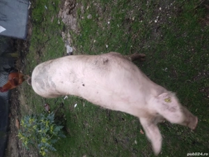 Porci pentru Crăciun 