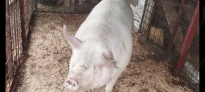 Porci de carne 120-230kg 