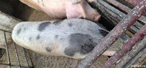 Porci Marele Alb - imagine 3