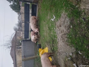 Porci pentru Crăciun  - imagine 3