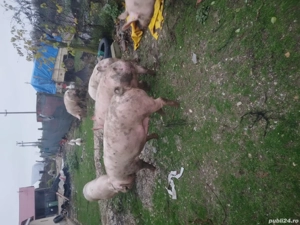 Porci pentru Crăciun  - imagine 4