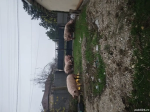 Porci pentru Crăciun  - imagine 2