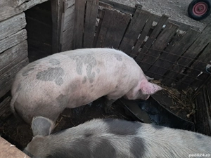 Porci mari de vânzare  - imagine 4