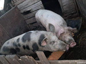 Porci de vânzare  - imagine 3