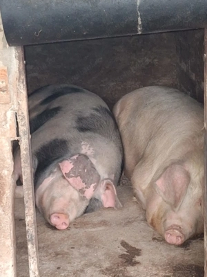 Vand porci pentru sacrificat