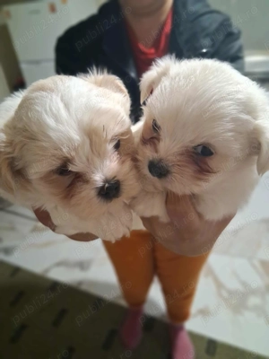 bichon maltez cadoul perfect pentru sărbători 