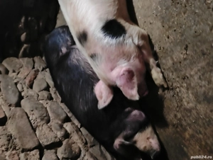 pentru sacrificat  - imagine 4