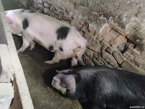 pentru sacrificat  - imagine 2