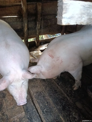 vand porci de carne - imagine 2