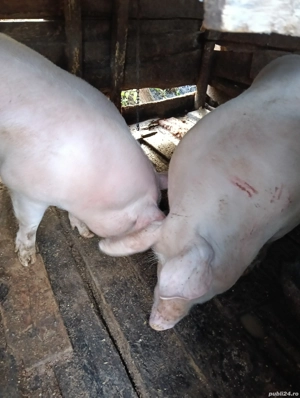 vand porci  - imagine 2