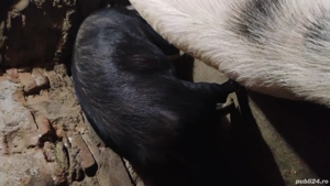 pentru sacrificat  - imagine 3