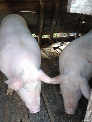 vand porci  - imagine 3