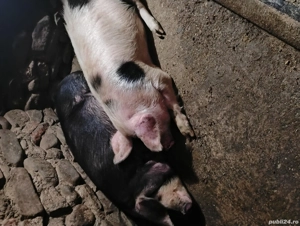 pentru sacrificat  - imagine 5