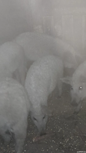 Vind mangalita blondă pt taiat 130-200 kg,pt informatii sunati la nr.de mai jos