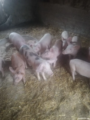vând purcei de 11 săptămânii - imagine 4