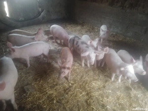 vând purcei de 11 săptămânii - imagine 3