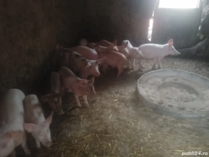 vând purcei de 11 săptămânii - imagine 2